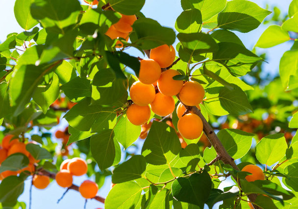 Aprikoosi. Aprikoosit kypsyvät puussa. Oksa puun aprikoosi hedelmiä aurinkoisessa puutarhassa
 - Valokuva, kuva