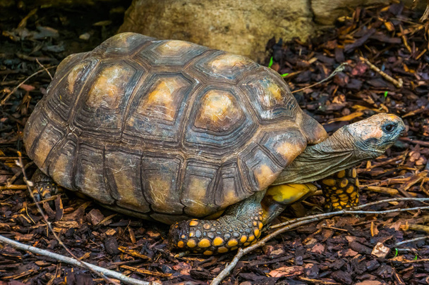 retrato de cerca de una tortuga de patas amarillas, tortuga gigante brasileña, especie de reptil vulnerable de la cuenca amazónica de América
 - Foto, Imagen