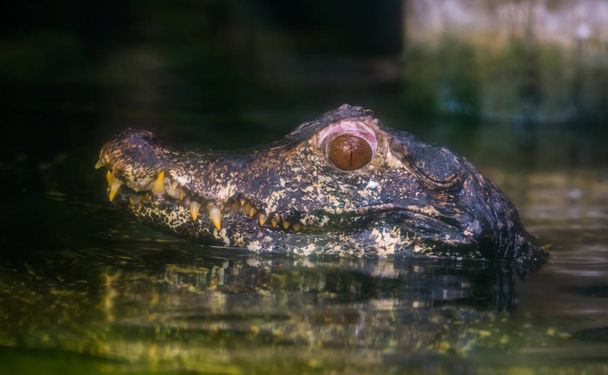 beautiful closeup of the head of a dwarf caiman crocodile above the water, tropical reptile from the rivers of America - Photo, Image
