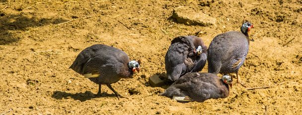 flock of helmeted guineafowl together, tropical bird specie from Africa - Photo, Image