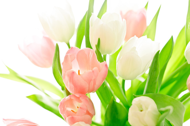 Tulipes roses et blanches sur blanc
 - Photo, image