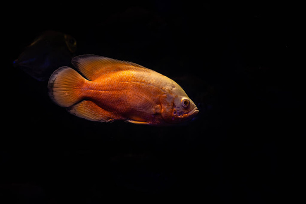 Гарна велика жовта риба на темному фоні природа крупним планом макроколір їжа свіжа
 - Фото, зображення