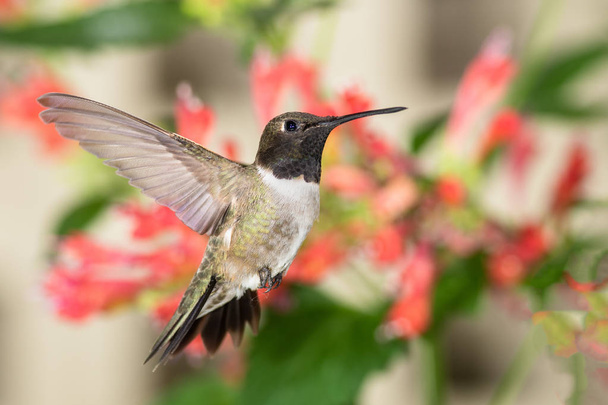 Hummingbird nero-Chinned che cerca il nettare fra i fiori rossi - Foto, immagini