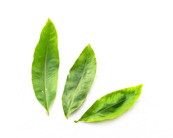 Studio girato tre foglie di Ochna integerrima Hoa Mai isolato su bianco
 - Foto, immagini