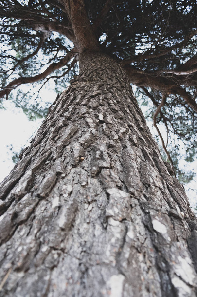 Tree trunk perspective view from below - 写真・画像