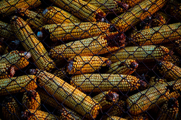 Vista de mazorca de maíz en una caja con codicia metálica
 - Foto, Imagen