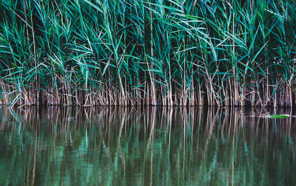 Zwiebelpflanze am Fluss mit Reflexion - Foto, Bild