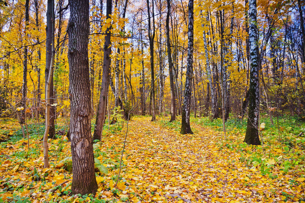 autumn forest trees, yellow park with leaves  - 写真・画像