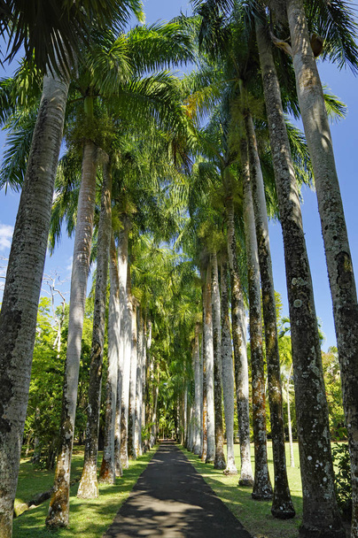 der Herr seewoosagur ramgoolam botanischer Garten. Dies ist eine beliebte Touristenattraktion und der älteste botanische Garten auf der Südhalbkugel. - Foto, Bild