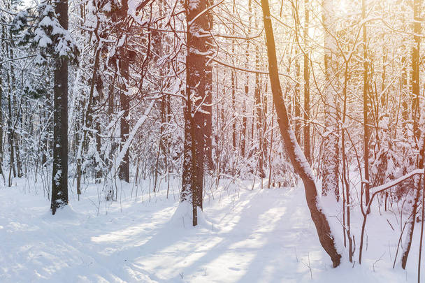 Beautiful winter landscape in a sunny frosty day - Fotografie, Obrázek