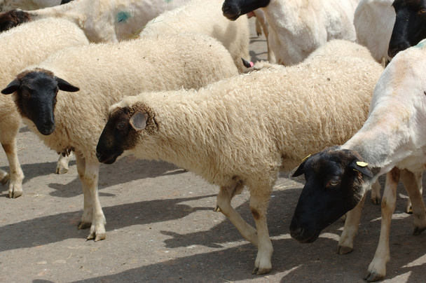 stádo ovcí. - Fotografie, Obrázek