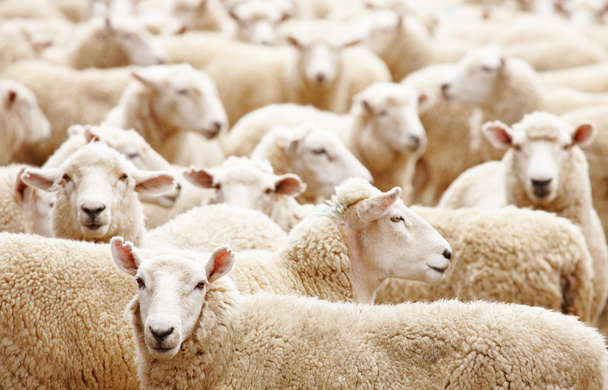 羊の群れ - 写真・画像