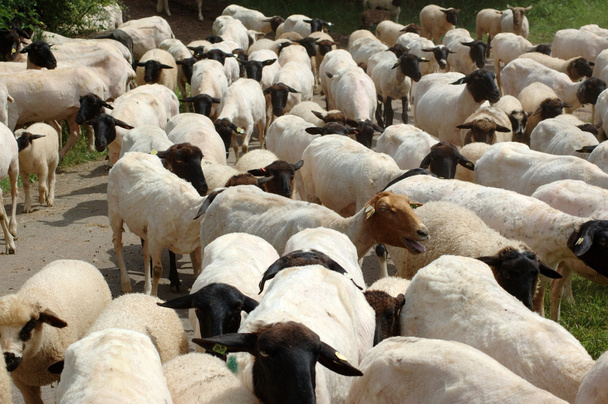 Черноголовая персидская овца
 - Фото, изображение