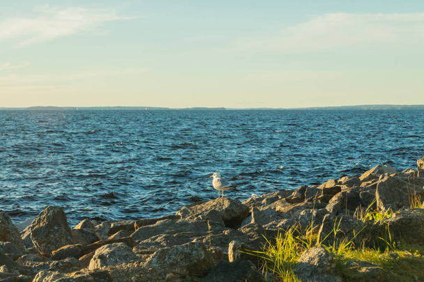 Seagull on the coast of lake Nasijarvi at sunset in Tampere, Finland - 写真・画像