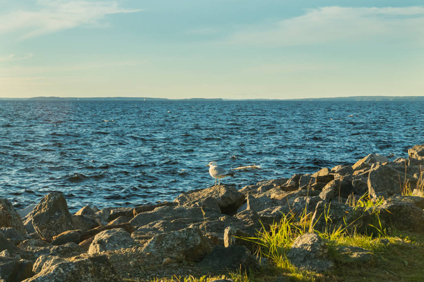 Gaviota en la costa del lago Nasijarvi al atardecer en Tampere, Finlandia
 - Foto, imagen