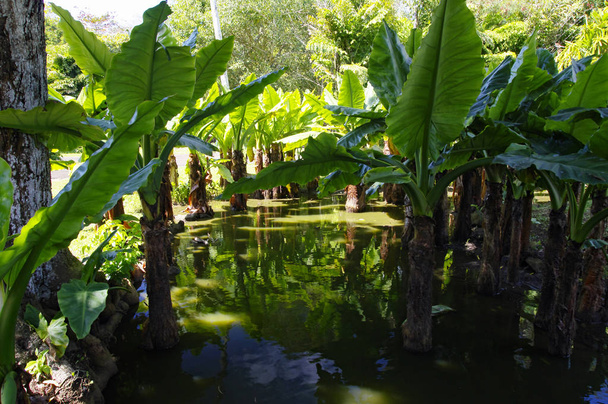 Sir Seewoosagur Ramgoolam Botanik Bahçesi. Bu popüler bir turist cazibe ve Güney Yarımküre en eski Botanik Bahçesi. - Fotoğraf, Görsel