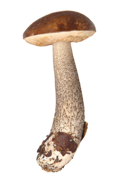 boletus. Forest mushrooms isolated on white background. - Foto, Bild
