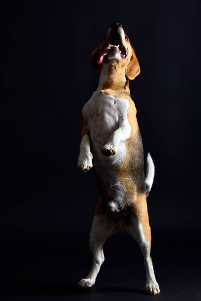 Beagle ma zabawę w Photo Studio - Zdjęcie, obraz