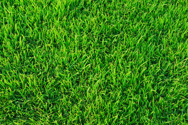 Green grass texture - Zdjęcie, obraz