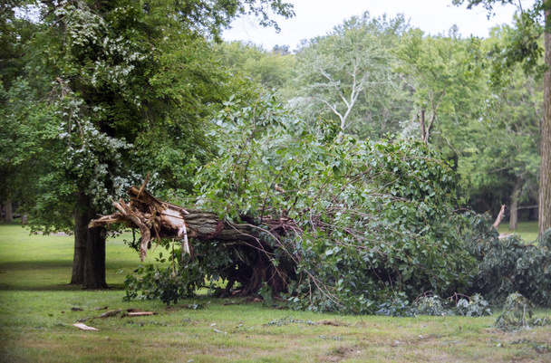 Baum nach Orkan von starkem Sturm erfasst - Foto, Bild