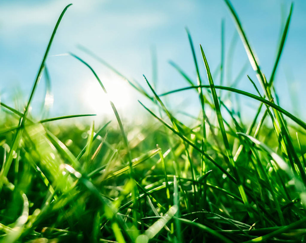 Fresh grass and sunny blue sky on a green field at sunrise, natu - Foto, Bild