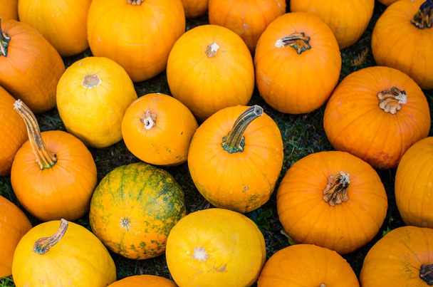 Pumpkins - Photo, Image