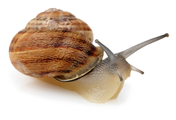 Snail crawling isolated on white - Foto, Bild