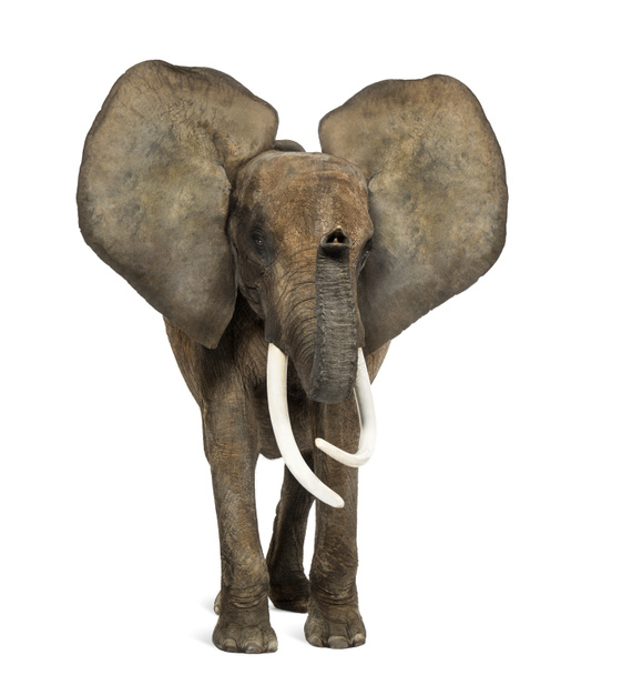Elefante africano in piedi, orecchie in su, isolato su bianco
 - Foto, immagini