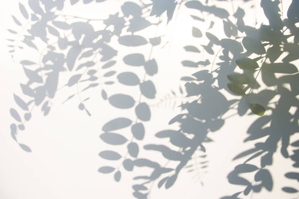 Abstrato fundo de sombra cinza de folhas naturais na textura branca para fundo
 - Foto, Imagem