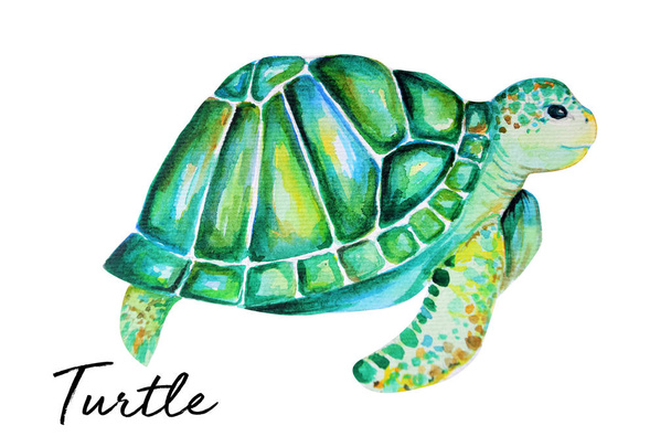 schöne Schildkröte Kunst Aquarell Hintergrund Illustration - Foto, Bild
