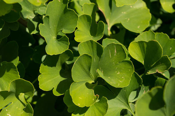 Shrub named Ginkgo, Latin name Ginkgo biloba. The leaves of this bush have therapeutic effects. - Photo, Image