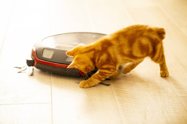 κόκκινο γατάκι που παίζει με μια ηλεκτρική σκούπα ρομπότ. η φωτογραφία είναι τρελή - Φωτογραφία, εικόνα