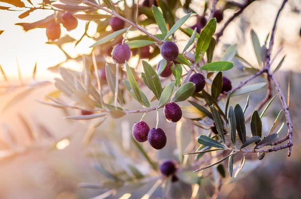 Зрелые оливки на дереве
. - Фото, изображение