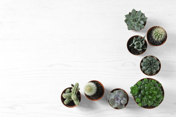 Flat lay composition with different succulent plants in pots on white wooden table, space for text. Home decor - 写真・画像