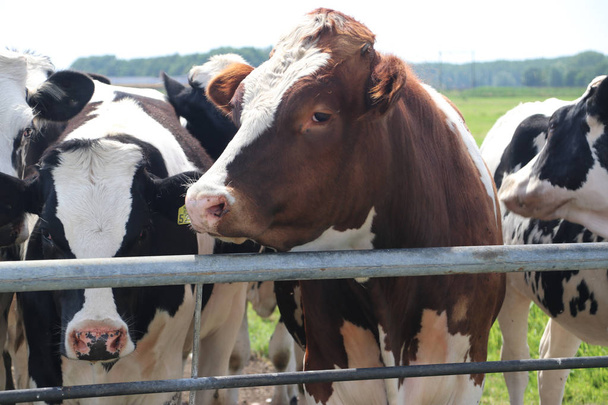 Vacche rosse e nere curiosamente sui prati di Moordrecht, Paesi Bassi
 - Foto, immagini