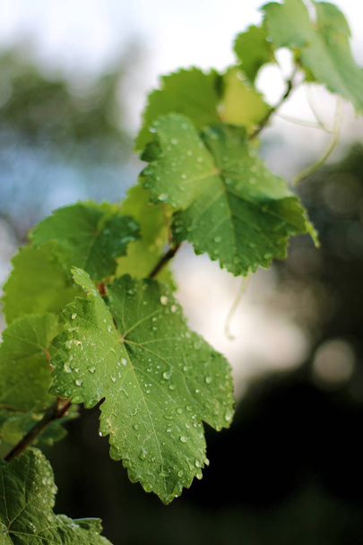 Dűlő az eső után. Zárja le a szőlő levelek vízcseppek - Fotó, kép