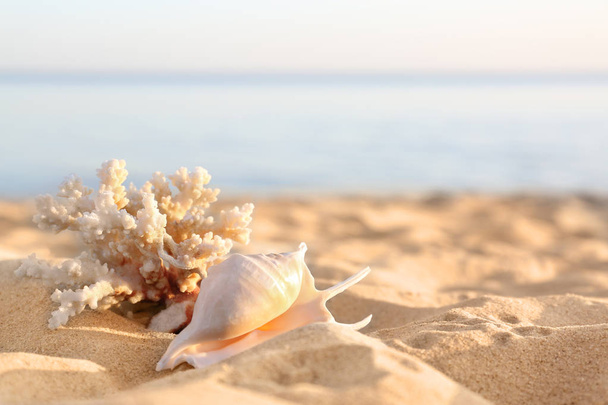 Sandy beach with beautiful coral and shell near sea on sunny summer day. Space for text - Foto, Imagen