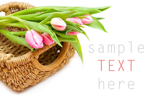 Pink tulips on white background - Zdjęcie, obraz