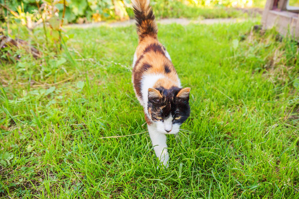 Arogancki krótkowłosy krajowy piękny Tabby kot zakrada przez świeży zieleń trawa tło - Zdjęcie, obraz