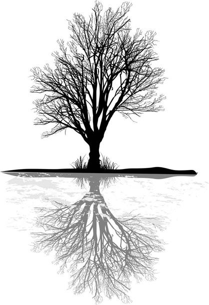 black large bare oak with reflection - Vector, Image