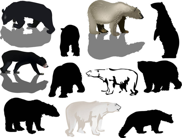 eleven bears on white - Vector, Image