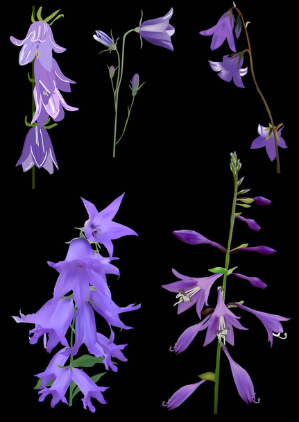 five lilac bellflowers isolated on black - Vector, Image