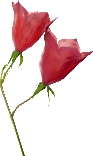 twee rode campanula bloemen illustratie - Vector, afbeelding