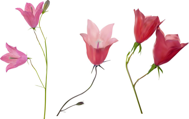 tři růžové květy campanula izolované na bílém - Vektor, obrázek