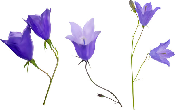 drei blaue Glockenblumen isoliert auf weiß - Vektor, Bild