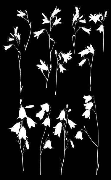 twaalf witte campanula bloemen op zwart - Vector, afbeelding
