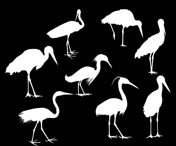 nyolc gólya és gém elszigetelt fekete - Vektor, kép