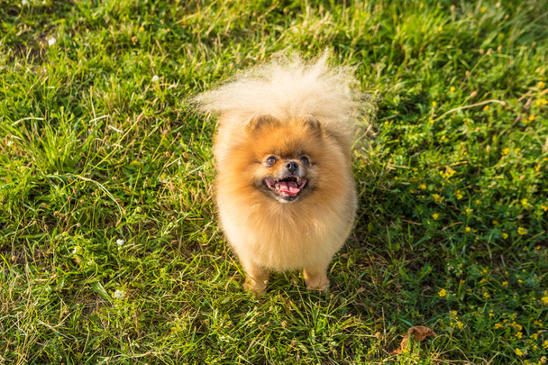 Perro Pomeranian Spitz mirando hacia arriba sentado sobre hierba verde. Esperando golosinas comida hambrienta
 - Foto, imagen