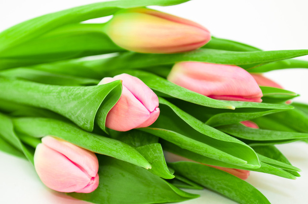 tulipanes rosados sobre fondo blanco - Foto, imagen