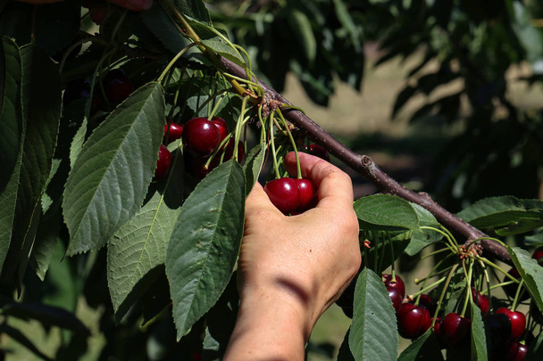 Working in the garden. The farmer pick fresh cherries. - Photo, Image